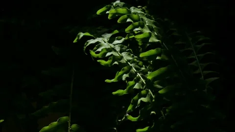 A ray of light falls on the branches of the fern. Stock Footage 155444584