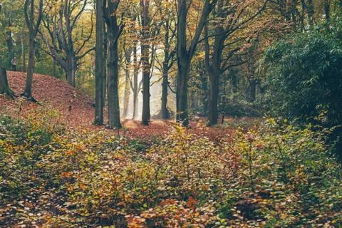 Ray of light in foggy autumn forest. Foto stock