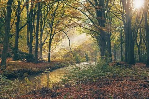 Ray of light in foggy autumn forest. Stock Photos