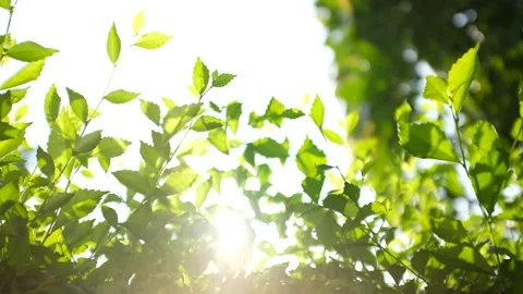 Ray Of Light on Leaves Stock Footage 202074259