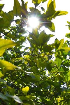 Ray of light makes a hole between lemon tree branches Stock Photos