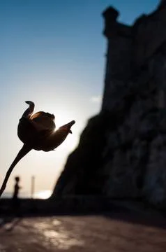 A ray of light passes through a flower and you see the silhouette of a child Stock Photos
