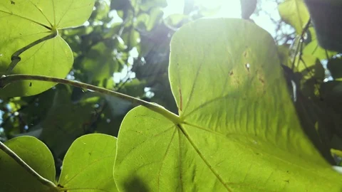 Ray of light passing through leaves in the forest on sunny day Stock Footage 111182165