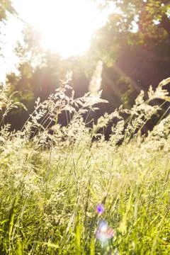 Ray of Light shines through the grass on a spring day Stock Photos