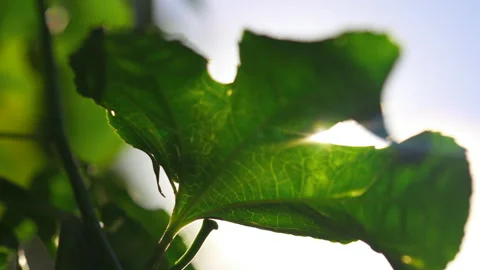 Ray of light shines through green leaf Stock Footage 137964355