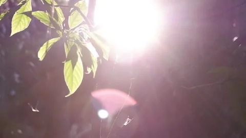 Ray of Light at sunset Video stock 248615236