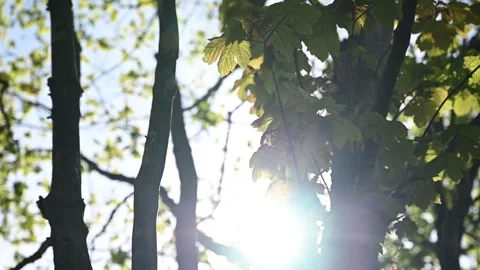 Ray of light through the trees Vídeo Stock 333528725