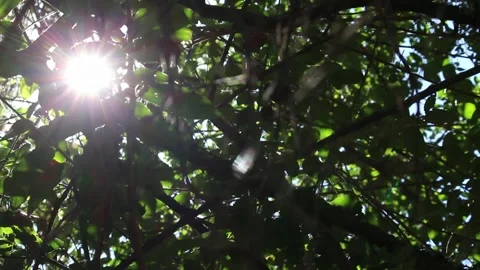 A ray light in the tree Stock Footage 114238552