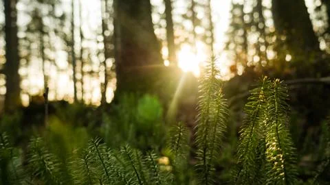 Ray of light wading through the green forest. Stock Photos