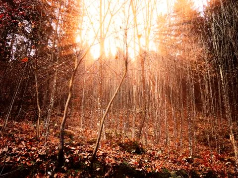 Ray lights into a fall colored forest 写真素材