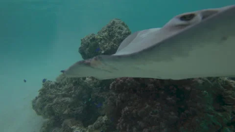 Ray passing by a piece of reef with little blue fish Stock Footage 144077600
