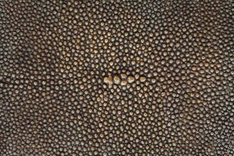 Ray skin texture Stock Photos