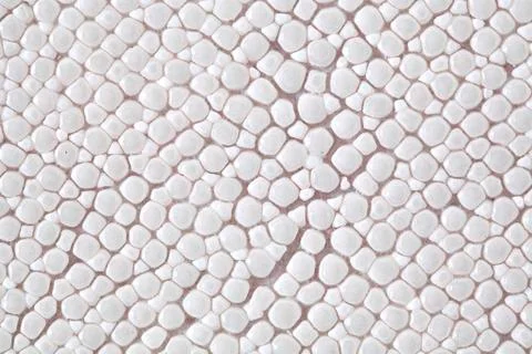 Ray skin texture Stock Photos