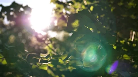 A ray of sun breaks through the branches and leaves of a tree. Stock Footage 206793658