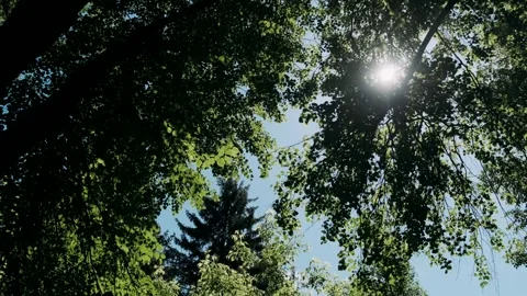 A ray of sun breaks through the green crown of a tree with juicy leaves Video stock 309497476