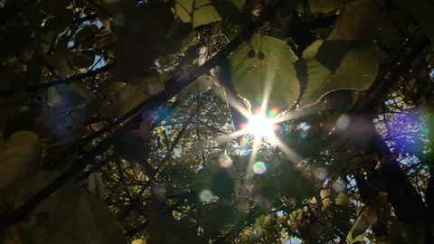 A ray of sun breaks through the leaves Stock Footage 98666451