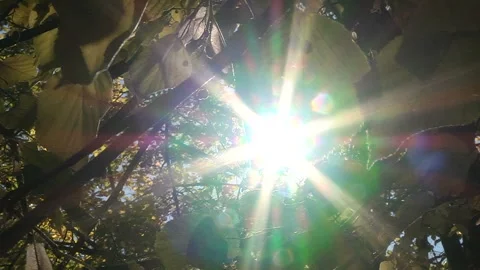 A ray of sun breaks through the leaves Stock Footage 98666564