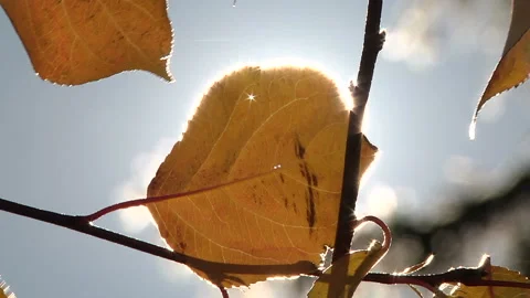 A ray of sun breaks through the leaves Stock-Footage 98667910