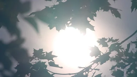 A ray of sun breaks through the leaves Stock Footage 116716196