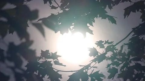 A ray of sun breaks through the leaves Stock Footage 116716198