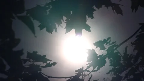 A ray of sun breaks through the leaves Stock Footage 116716221