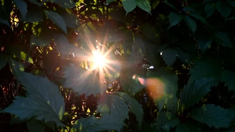A ray of the sun breaks through the leaves of trees. filmed horizontally 4k Stock Footage 136195557