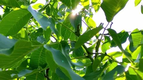 Ray of sun breaks through the leaves of a walnut Stock Footage 155690578