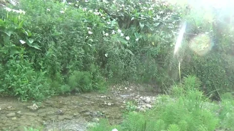 A ray of sun falling on a small river Stock Footage 309795342