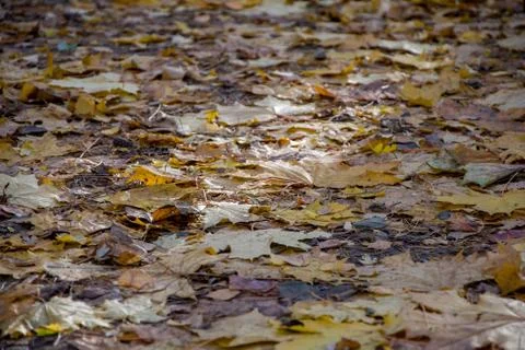 A ray of sun falls on the fallen maple leaves in the forest, a path through Stockfoto's