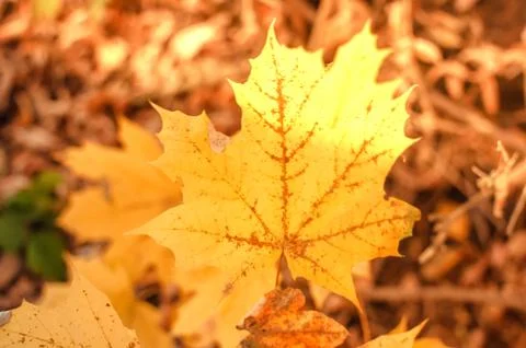 Ray of sun partially falling on a maple leaf in autumn. Stock Photos