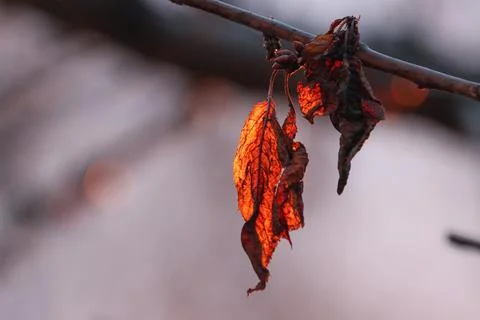 A ray of the sun passing through a leaf of a tree. Stock Photos