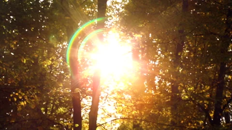 Ray of sun shining through autumn trees. Stock Footage 42490565