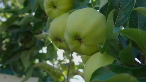 Ray of sun shining through branch of apples Stock Footage 70840921