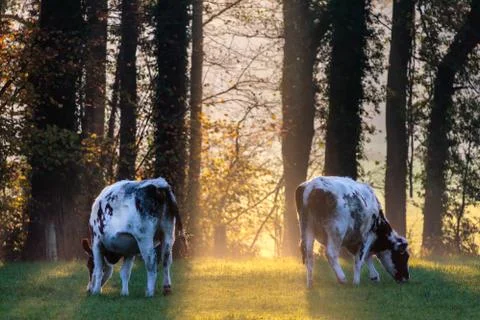 Ray of sunlight between two cows Stock Photos
