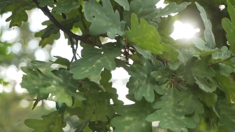 A ray of sunlight breaks through oak leaves Stock Footage 127755287