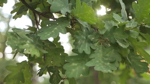 A ray of sunlight breaks through oak leaves in the morning Video stock 127755452
