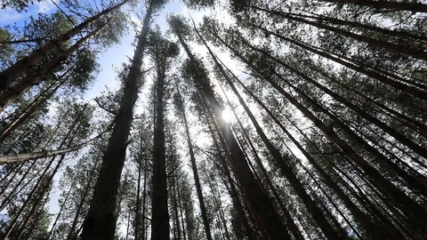 A ray of sunlight breaks through the trees Stock Footage 113442727