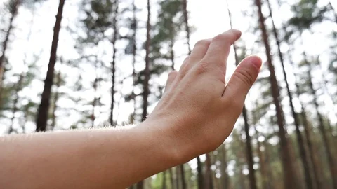 Ray of sunlight catching hand in forest Stock Footage 94491119