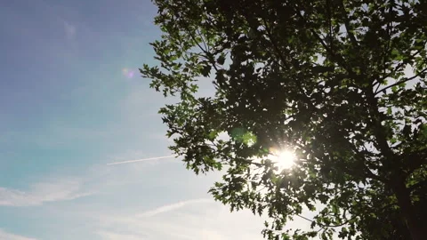 A ray of sunlight coming through the leaves of a tree as an aeroplane passes Video stock 280120722