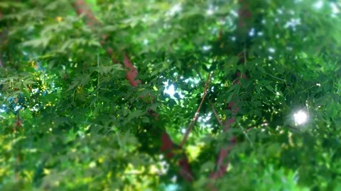 A ray of sunlight flickers in the green leaves of the tree Stock Footage 79149264
