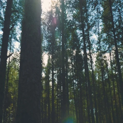 Ray of sunlight in the Forrest Stock Footage 69287897