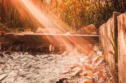 Ray of sunlight illuminates small river near forest in October.Around is dry Foto stock