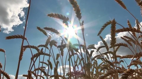 A ray of sunlight shining through the ears of wheat Stock Footage 83058683
