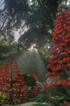 Ray of sunlight shining through the trees in the Tayrona Nationa Stock Photos