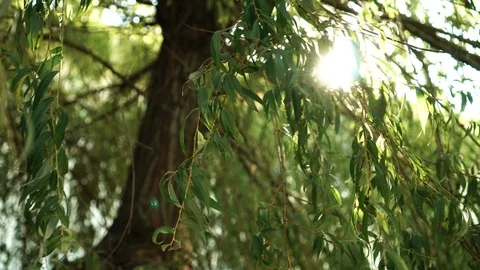 A ray of sunlight sparkles through the branches of a weeping willow Stock Footage 116348792