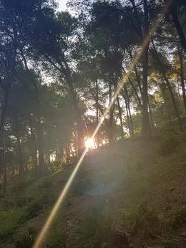 A ray of sunlight streaks through a pine forest Stock Photos