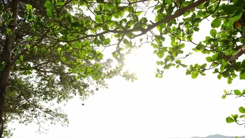 Ray of sunlight through leaves of a tree from under. Stock Footage 154521032
