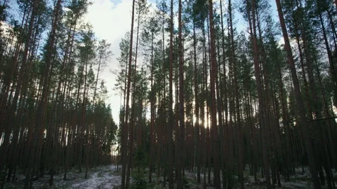 Ray of sunset light breaking through the trunks of trees in a dense forest. Stock Footage 168477013