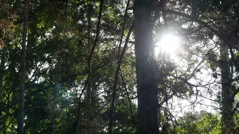 A ray of sunshine breaks through tree branches Stock Footage 115330154