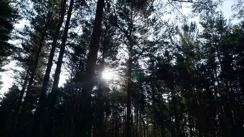 A ray of sunshine breaks through tree branches Stock Footage 115330176